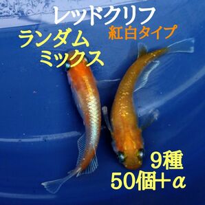 ☆メダカ　めだか　卵　ランダム　ミックス　有精卵　50個＋α（レッドクリフ　墨武　竜章鳳姿　カブキ　オーロラ黄ラメ　楊貴妃）9種☆