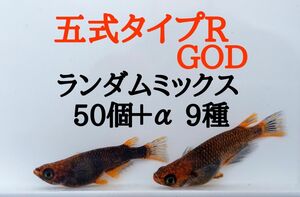 ☆メダカ　めだか　卵　ランダム　ミックス　有精卵　50個＋α（五式　レッドクリフ　紅白ラメ　アリエル　カブキ　琥珀ラメ）9種☆