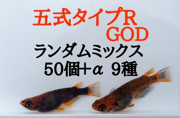 ☆メダカ　めだか　卵　ランダム　ミックス　有精卵　50個＋α（五式　カブキ　オーロラ黄ラメ　墨紅玉　ブラックダイヤ　楊貴妃）9種☆