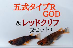 ☆メダカ　卵　ミックス　五式タイプR GOD＆レッドクリフ(紅白タイプ)　有精卵　各15個＋α　合計30個＋α　めだか　卵☆