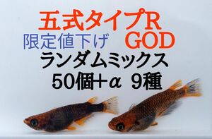 ☆メダカ　めだか　卵　ランダム　ミックス　有精卵　50個＋α（五式　カブキ　墨武　墨紅玉　プラチナ幹之リアルロングフィン）9種☆