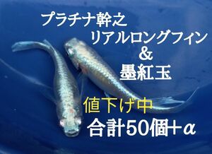 ☆メダカ　卵　ミックス　プラチナ幹之リアルロングフィン＆墨紅玉　有精卵　各25個＋α　合計50個＋α　めだか　卵☆