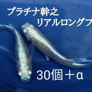 ☆メダカ　めだか　卵　プラチナ幹之リアルロングフィン　有精卵　30個＋α　☆