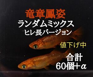 ☆めだか　卵　ヒレ長　ミックス　(竜章鳳姿・アリエル・レクリス・ヒレ長星河)　有精卵　各15個＋α　合計60個＋α　メダカ　卵☆