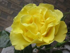 【つるエバーゴールド（新苗）】黄色の波打つ花弁がきれいな香りのつるバラ