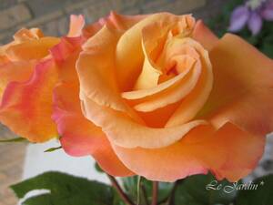 【モナリザ（新苗）】強香！アプリコットに桃色の覆輪のバラ（四季咲き）