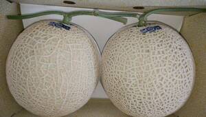 1 jpy ~[ Kochi prefecture production ] greenhouse melon 0 preeminence 2 sphere approximately 4.