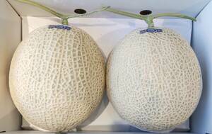 1 jpy ~[ Kochi prefecture production ] greenhouse melon preeminence 2 sphere.. approximately 4.0.