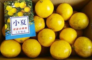 1 jpy ~[ Kochi prefecture production ] small summer 0L size approximately 5.~ home use ~