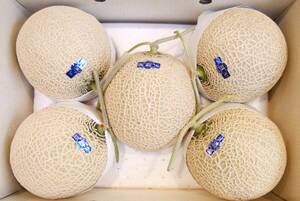 1 jpy ~[ Kochi prefecture production ] night . greenhouse melon preeminence 5 sphere approximately 9.0.~ segregation cultivation 