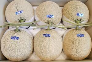 1 jpy ~[ Kochi prefecture production ] night . greenhouse melon preeminence 6 sphere approximately 10.0.~ segregation cultivation 