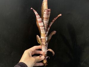 ◆ビルベルギア/'コラン アポカリプティック'◆Billbergia 'Kolan Apocalyptic'【04.05】