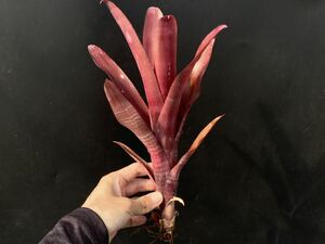 ◆ビルベルギア/'フェリシティO'◆Billbergia 'Felicity O'【04.06】