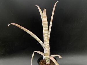 ▼ビルベルギア /ゼブリナ実生（原種）▼Billbergia zebrina【19.06】