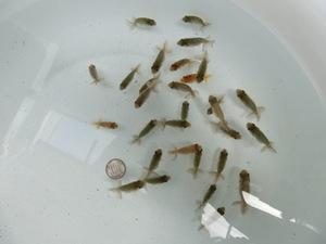 [ britain .] golgfish . fish 6 times eyes selection another leak ( Numazu O. system ) 20-4* including in a package un- possible *