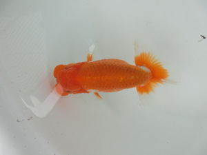 [ britain .] golgfish 2 -years old male 12cm 4. tail * 2 ps kaji31-3