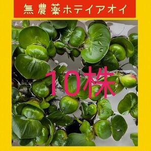 無農薬、 ホテイアオイ10株、2株おまけ付き！