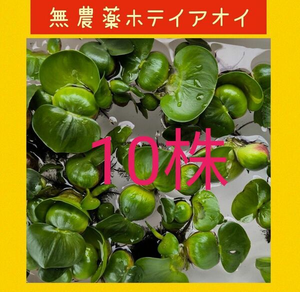 無農薬、 ホテイアオイ10株、2株おまけ付き！