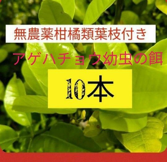 アゲハチョウ幼虫の餌、無農薬柑橘類葉っぱ枝付き！10本