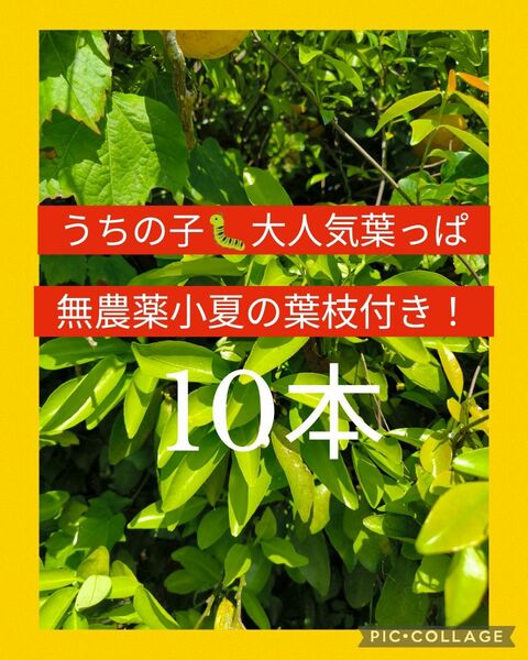 アゲハチョウ幼虫の餌、無農薬柑橘類、小夏葉枝付き10本！