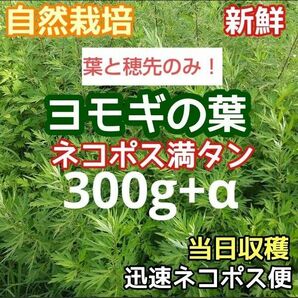 天然新鮮 よもぎ 生葉 茎なし ネコポス箱パンパン300g+α！ 農薬なし 天然