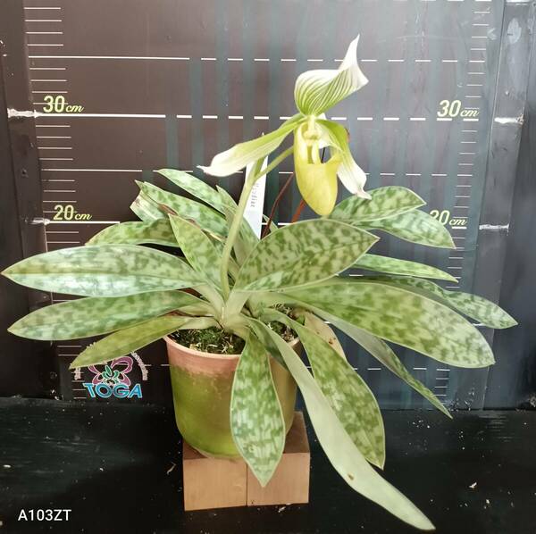 パフィオペディルム・モーディアエ　 Paphiopedilum Maudiae