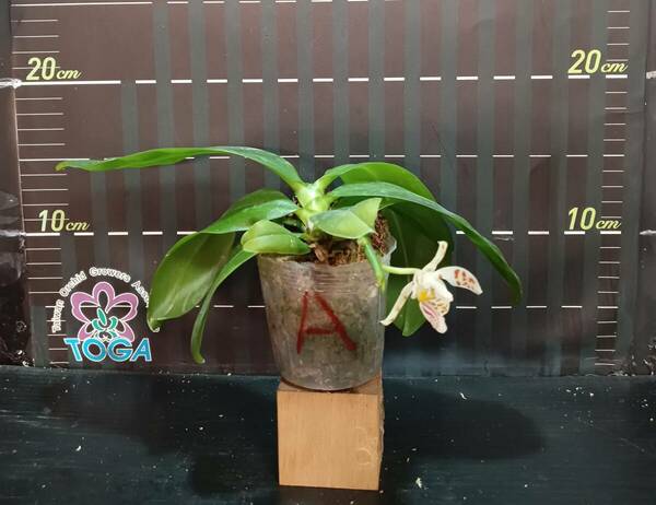 胡蝶蘭原種　Phal. zebrina × sib、、、、A