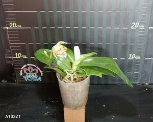 胡蝶蘭原種　Phal. zebrina × sib