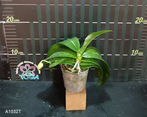 胡蝶蘭原種　Phal. zebrina × sib