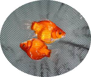 【ＫＨＦ】 金魚 玉サバ 明け二歳魚 １ペア 約１１～１２Ｃｍ 青木養鯉場産（山古志）E18E