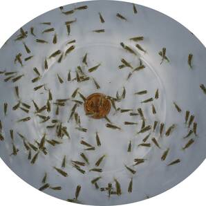 【ＫＨＦ】 金魚 らんちゅう 稚魚（中部トップブリーダー産） 種、観賞用 ５０尾セット E11Bの画像2