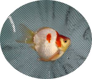 【ＫＨＦ】 金魚 玉サバ 明け三歳魚 雄親 （種魚）約１４Ｃｍ E07E