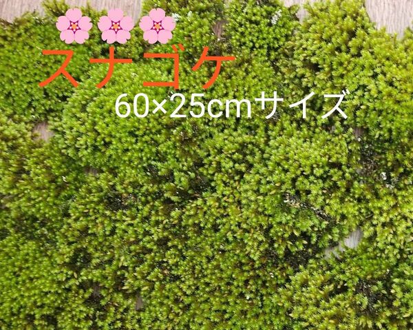 スナゴケ大容量60×25cmサイズ★盆栽・植木周り・テラリウム素材・グランドカバー