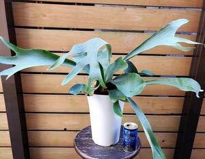 ** staghorn fern .* Platycerium *arusiko Rene **(7 number pot ) width approximately 65cm