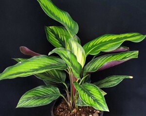 ★★観葉植物☆カラテア属★ビューティ―スター★A★４号鉢（高さ約38cm）