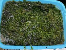 ★★バケツ２杯分★水草アナカリス (オオカナダモ)★送料込★メダカ・金魚の産卵に★_画像8