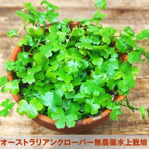  Australia n clover water plants 1 pot ( less pesticide, water cultivation, cat pohs shipping * postage included ) freebie attaching 