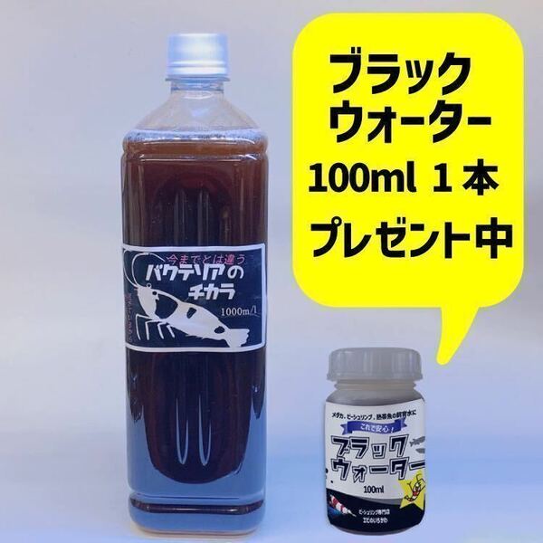 【送料無料】バクテリア活性液1000cc 水槽立ち上げに　シュリンプ.金魚.熱帯魚の飼育に