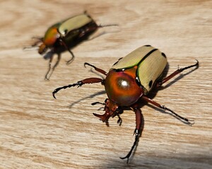 ヘレロエンシスサスマタカナブン ペア 後食済