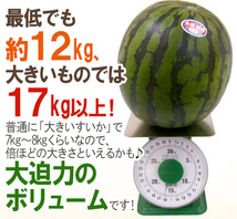 （予約）限定1玉!鳥取産【大栄すいか】超特大 12ｋｇ以上 JUMBO！！！！_画像5