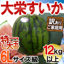 （予約）限定1玉!鳥取産【大栄すいか】超特大 12ｋｇ以上 JUMBO！！！！_画像1