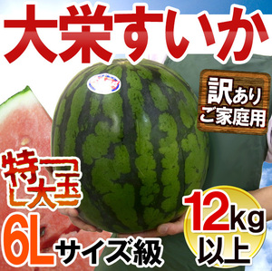 （予約）限定1玉!鳥取産【大栄すいか】超特大 12ｋｇ以上 JUMBO！！！！