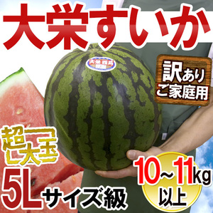 ( предварительный заказ ) ограничение 1 шар! Tottori производство [ большой ....] очень большой как!10kg и больше!!!!