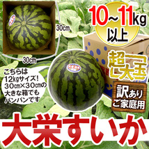 （予約）限定1玉！鳥取産【大栄すいか】特大 なんと!10ｋｇ以上！！！！_画像9