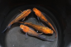 【めだか】 紅薊（べにあざみ）　若魚 (浜松 二橋養魚場産) 5匹セット-4
