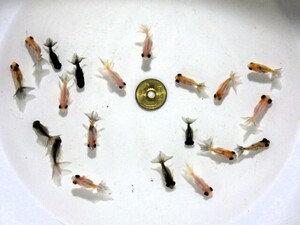 キャリコ蝶尾の稚魚約3ｃｍ 10匹セット(浜松 二橋養魚場産)。240310。08