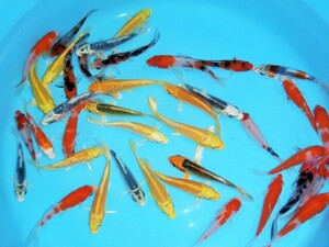  Mix colored carp ( Shizuoka prefecture production )8~13cm 10 pcs set -4