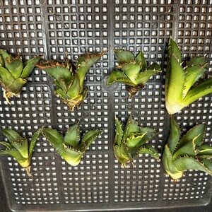 y310アガベ チタノタ agave titanota姫巌龍 短葉 矮型 包葉型 強棘 8株同梱 