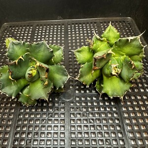 y341 アガベ チタノタ agave titanota姫巌龍 短葉 矮型 包葉型 強棘 2株同梱 