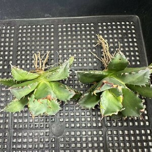 y406アガベ チタノタ agave titanota姫巌龍 短葉 矮型 包葉型 強棘 2株同梱